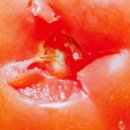 오빠야농장 이미지