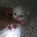 매료 돌스(MAELYO DOLLS) | [랙돌캐터리 매료돌스] 오필리아 리터