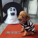 털로덮인친구들 애견유치원&애견호텔 수원시청역점 | [내돈내산] 🎃 Happy Halloween🎃 = 털로 덮인 친구들 수원시청역점