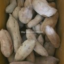홍겸농장 | 강화 속노랑 (못난이) 고구마 10kg 구입 후기