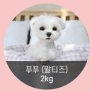 푸푸독 네이버블로그