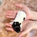 토이파티 이미지