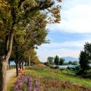 나무고아원 이미지