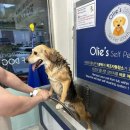 애견목욕탕 이미지