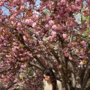 경주우체국-2 | 경주 불국사 겹벚꽃 주말 방문후기(주차꿀팁, 실시간 개화상태)