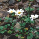 구절초로 이미지