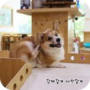 마루네 애견사랑 이미지