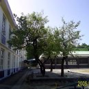 유등초등학교 이미지