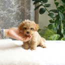 부산강아지분양 고양이분양 베스트펫 본점 이미지