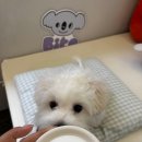 멍푸치노 이미지