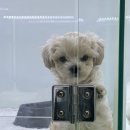 심쿵하개 강아지고양이 분양 강서점 | 강서강아지분양 말티푸분양후기