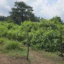 들레목장 이미지