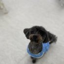 사랑한다, 멍 이미지