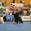 퍼피프린스 이미지