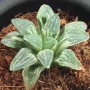 시루비아 이미지