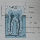 비타민 K2와 치아 건강(비타민 K2 칼슘 파라독스) 이미지
