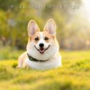 하이몽몽 네이버블로그