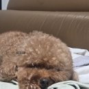 정희농장 | 노란밤 일상 기록부 | 짙어지는 가을 채도, 하반기 연프 풍년, 저스트메이크업, 비보쇼 막콘