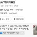 제선현 고양이 미용실 이미지