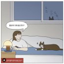 한국고양이혈액센터 이미지