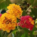 화원농장3 이미지