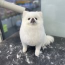 펫마트 강아지 논산점 이미지