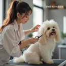 애견미용사 3급 자격증 과정 1 이미지