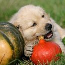 이로운 강아지 이미지