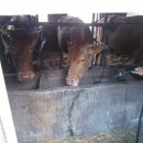 금란농장 이미지