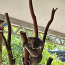 2766 | 호주 시드니 동물원 호주관 집중공략 후기 자유여행 방문 꿀팁