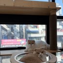 다다모모 이미지