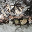 제주아이노스 이미지