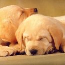 흥부와놀부 이미지