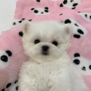 몽슈슈 강아지 이미지