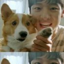 데려가개 이미지