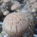 웅이농장 이미지