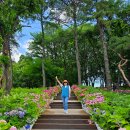 서울 초안산분묘군 | 서울 노원구 초안산수국동산 - 초안산 산행 (2025. 06. 14)