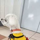 뽀송하개 재워줄개 이미지