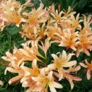 초일농장 이미지