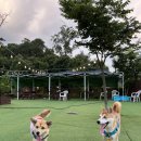 도그워시 이미지