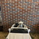 안평로 | 부산 애견운동장 카페 n번째 방문하고 있는 일로우