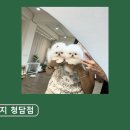 퍼피빌리지 - 강남구 학동로82길 13 | 퍼피빌리지