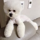 즐겨찾개 이미지