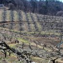 공세리농장 이미지