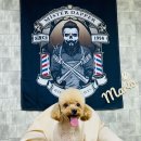 개털깎는집 이미지