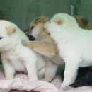 멍멍이네 이미지