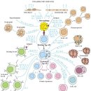 사이토카인 (cytokine) 이미지