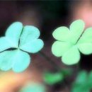 네잎클로버 이미지