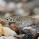 고기백과 이미지