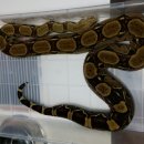 시커먼스 이미지